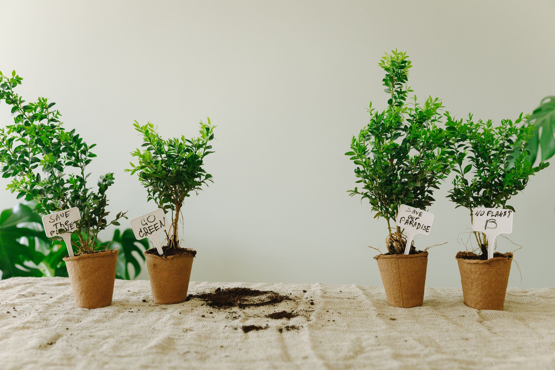 Jardin résistant à la sécheresse : le secret pour un été verdoyant