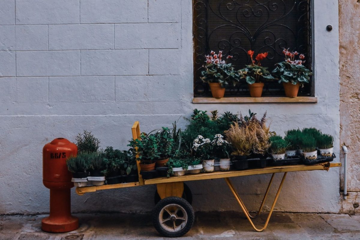Plantes médicinales faciles à cultiver sur balcon