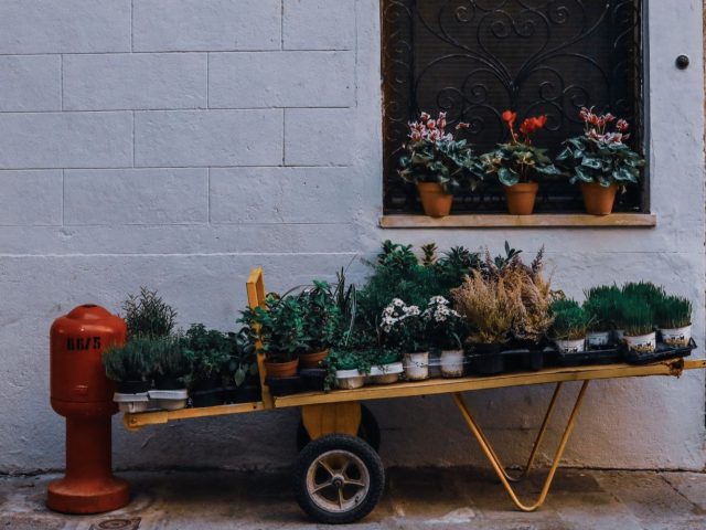 Plantes médicinales faciles à cultiver sur balcon