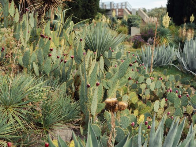 Jardin résistant à la sécheresse : le secret pour un été verdoyant