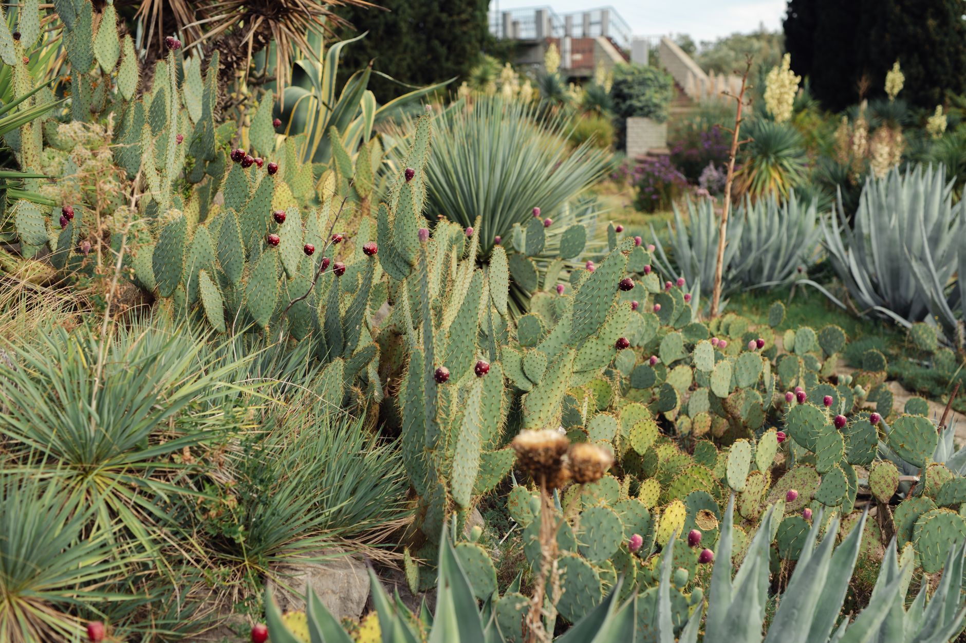 Jardin résistant à la sécheresse : le secret pour un été verdoyant