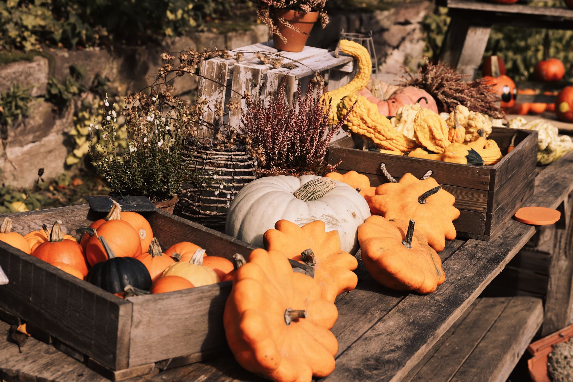 Préparez votre jardin pour l&rsquo;automne : Évitez ces erreurs courantes !
