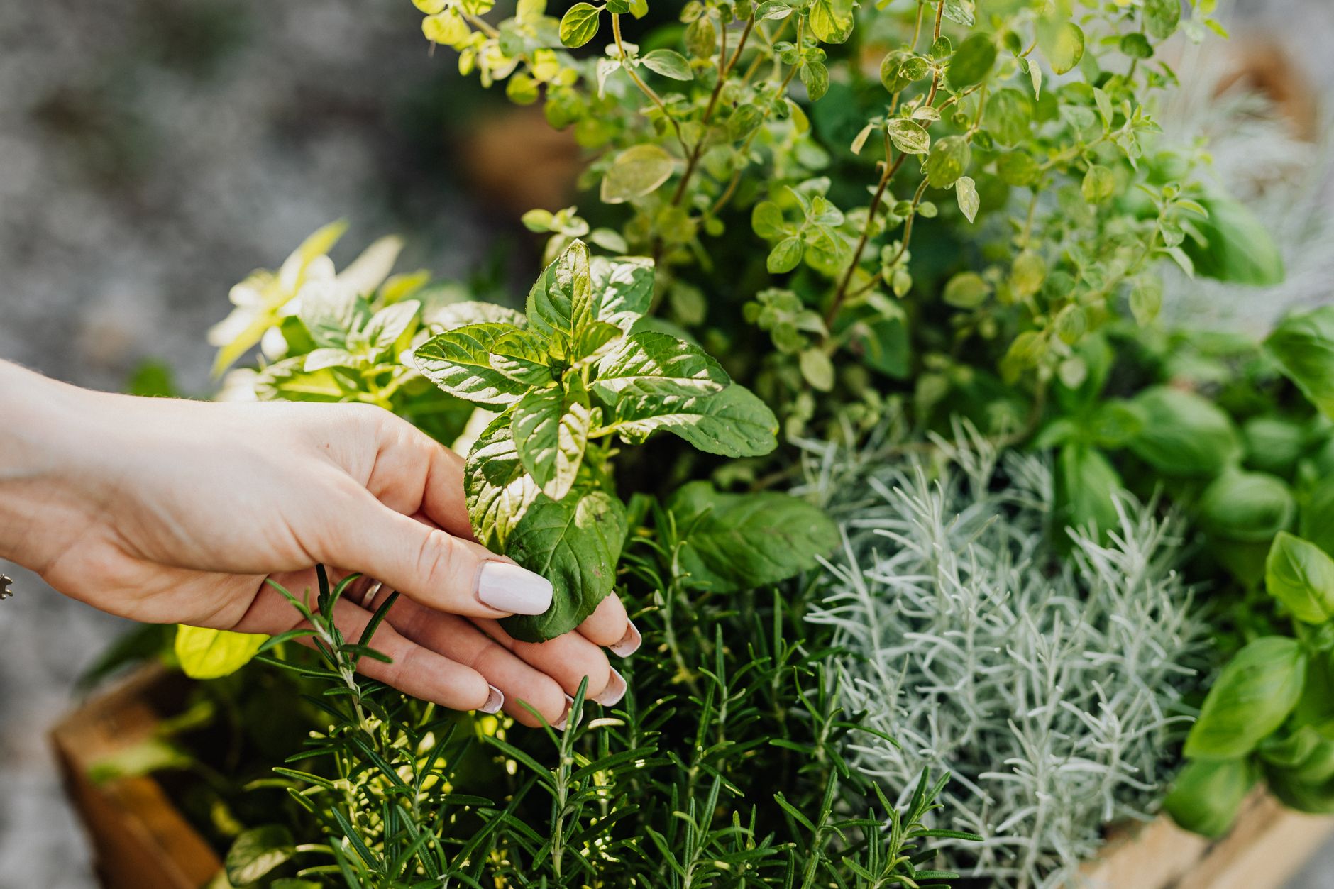 Créer un coin d'aromatiques sur balcon