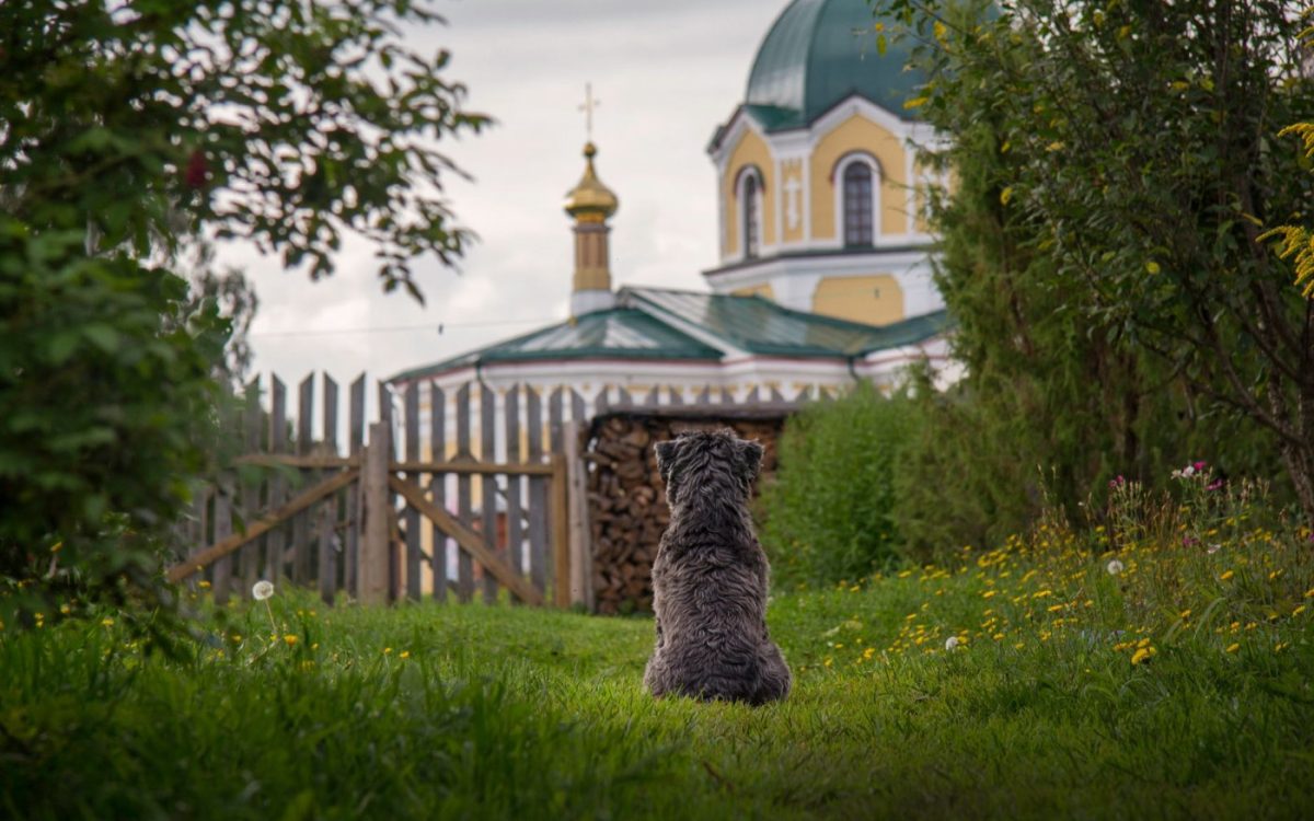 Pension canine en Isère : bien la choisir avant de partir