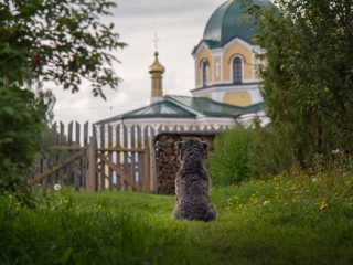 Pension canine en Isère : bien la choisir avant de partir