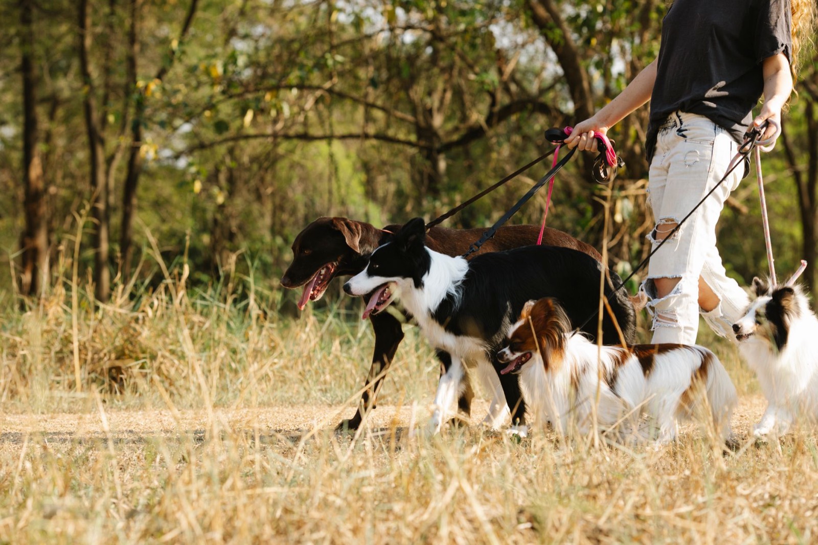 Une propriétaire tient son chien en laisse lors d'une première rencontre avec la personne qui va le garder