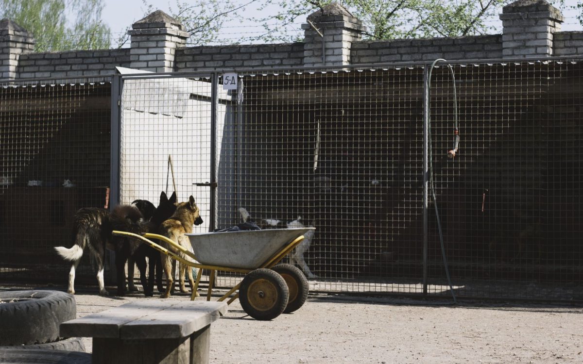 Pension canine en Isère : les prix selon les formules