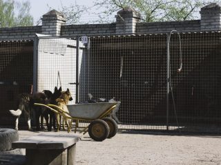 Pension canine en Isère : les prix selon les formules